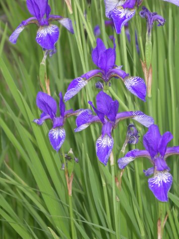 iris sibirica